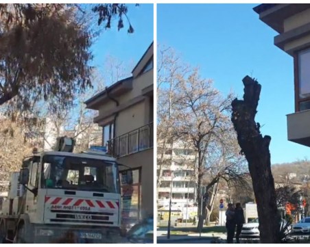 Пловдивчанка окастри дърво пред къщата си незаконно, оказа се, че не ѝ е за пръв път