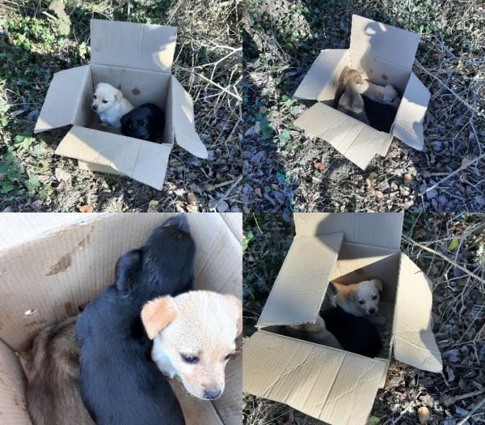 Три малки кученца, захвърлени в пловдивски парк, търсят хора, които ще ги обичат