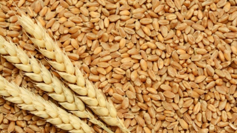 Цената на пшеницата расте ударно на фона на напрежението между Русия и Украйна