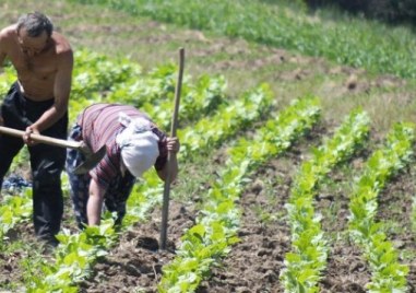 Обединени земеделци предлагат дребните фермери да се осигуряват върху 500