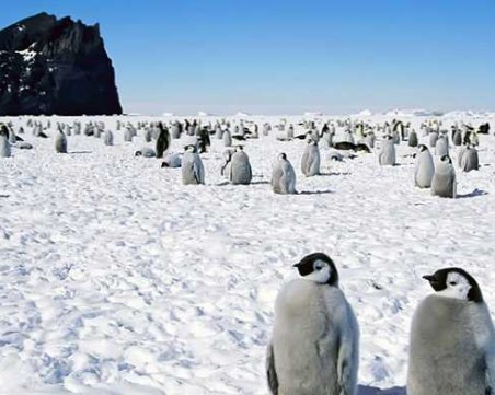 Бряг на Южния полюс ще носи името Баба Марта