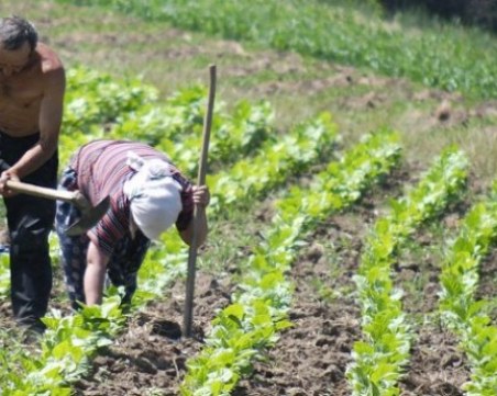 ДДС на хранителните продукти да стане 9% , искат земеделци