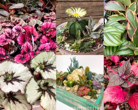 Царството на кактусите в Марково отваря врати за всички градинари