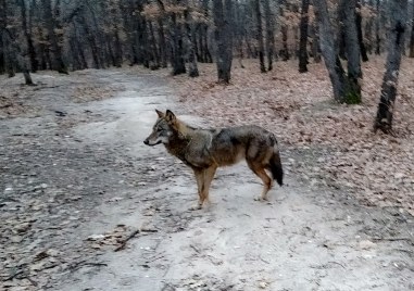 Мъжкият вълк от зоопарка в хасковския парк Кенана не е
