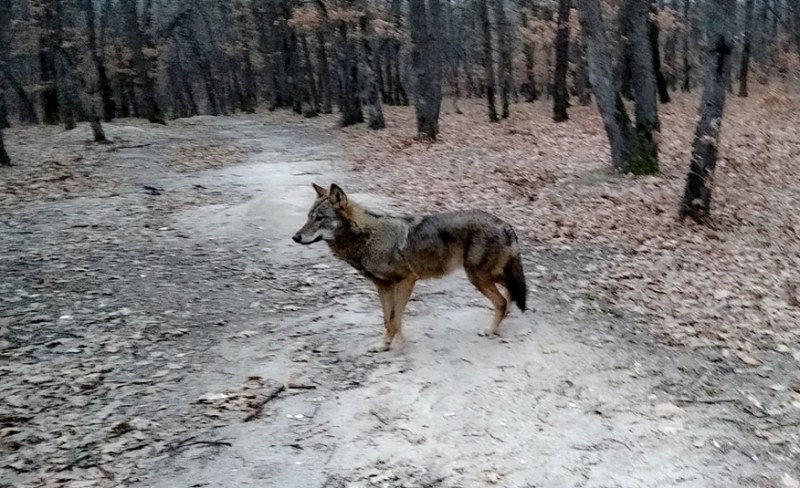 Вълк избяга от зоопарка в Хасково
