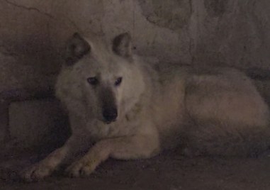 Вълкът беглец от зоопарка в Хасково вече е заловен Родители