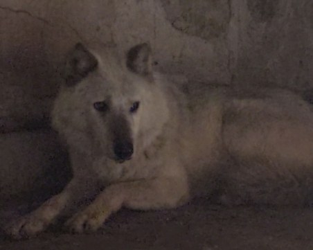 Избягалият вълк в Хасково нахапал 14-годишно дете