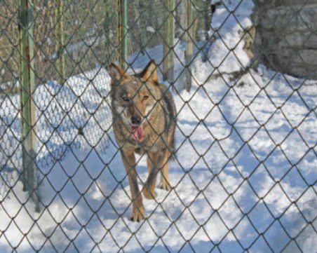 Избягалият вълк от хасковския зоопарк нападнал момиче