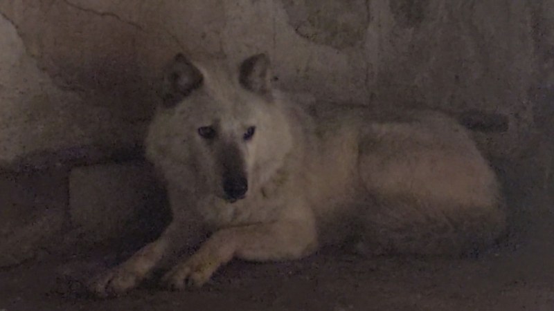 Избягалият вълк в Хасково нахапал 14-годишно дете