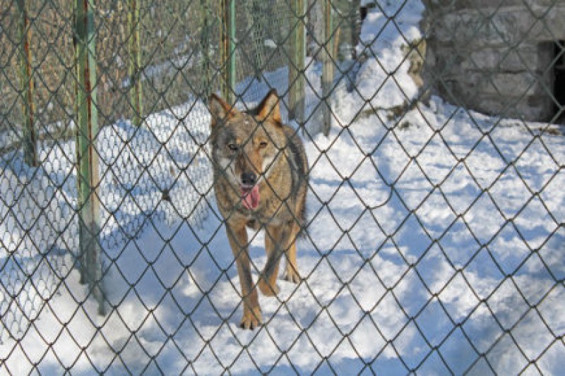 Избягалият вълк от хасковския зоопарк нападнал момиче