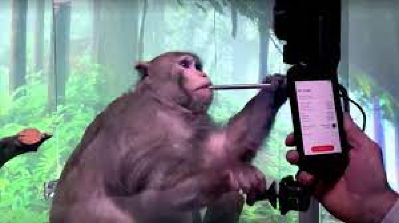 15 от 23-те маймуни, на които Мъск вгради мозъчни чипове са починали 