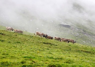 Защитниците на животните които настояваха в Швейцария да се забрани