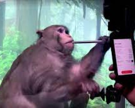 15 от 23-те маймуни, на които Мъск вгради мозъчни чипове са починали 
