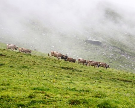 Референдумът за забрана на опитите с животни не събра подкрепа
