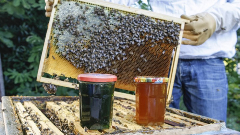 Пчелари: Цената на меда ще скочи с около 15%
