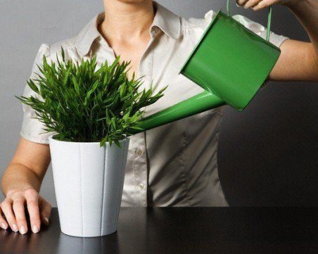 Ето как да се грижим за стайните растения през зимата