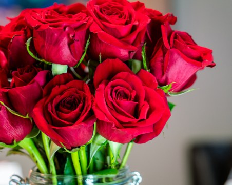 Защо червената роза е символ на любовта?