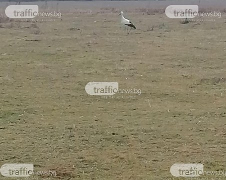 Щъркел долетя в Пловдивско преди да сложим мартенички