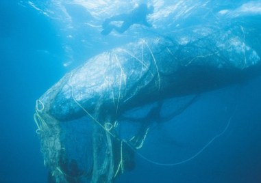 Океански спасителен екип помогна на женски кит да избяга от