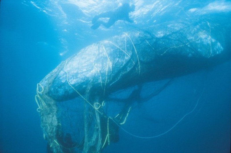 Спасителен екип рискува живота си, за да спаси кит, заплетен в мрежи