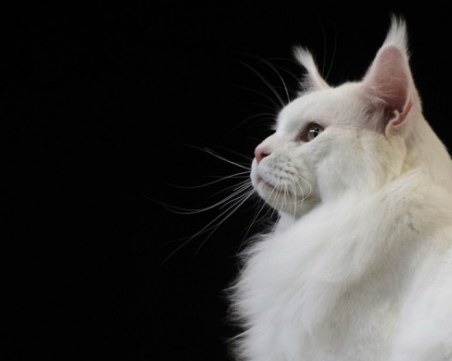 Кефир - най-голямата домашна котка в света