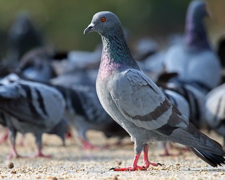 Двама младежи задигнаха 40 гълъба край Асеновград