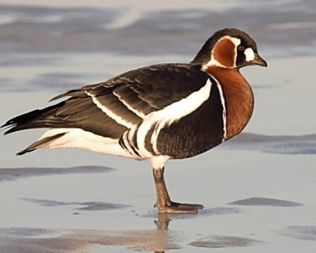 РИОСВ-Пловдив отне препарирани защитени видове животни