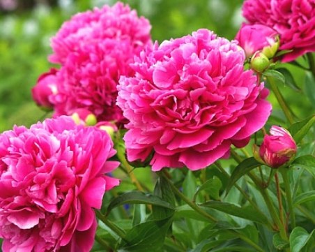 5 растения на щастието и късмета, които трябва да имате в дома си