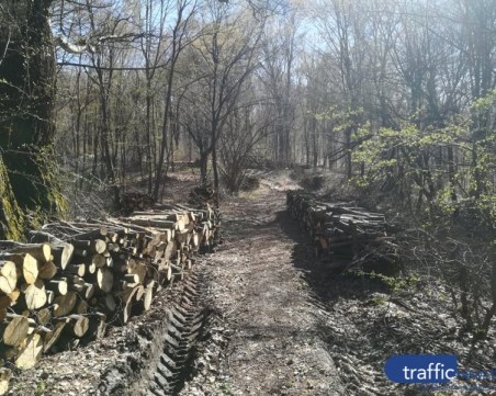 Агенция по горите разкри незаконна сеч в Хисаря, сигнализира МВР и прокуратура