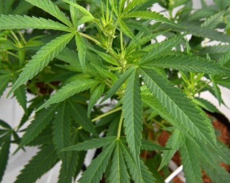 Разкриха оранжерия за марихуана в Пловдив