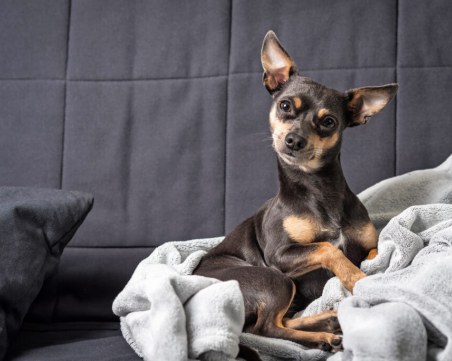 Най-подходящите породи кучета за апартамент