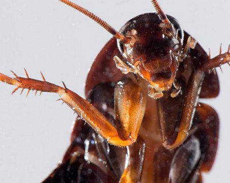 Правят ферма за хиляди змии, хлебарки и плъхове край Пловдив