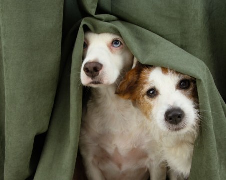 България улеснява преминаването на украинци с домашни любимци през границата