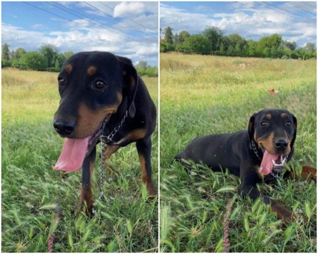 Бри се загуби край Гребната база, стопаните я издирват