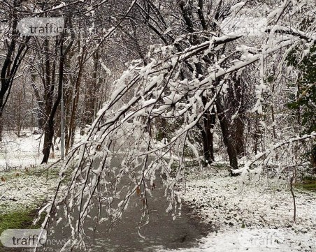 Клон падна върху кола в Пловдив, още 12 сигнала за паднали дървета под тепетата