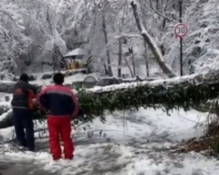 Паднало дърво затвори пътя към Асенова крепост