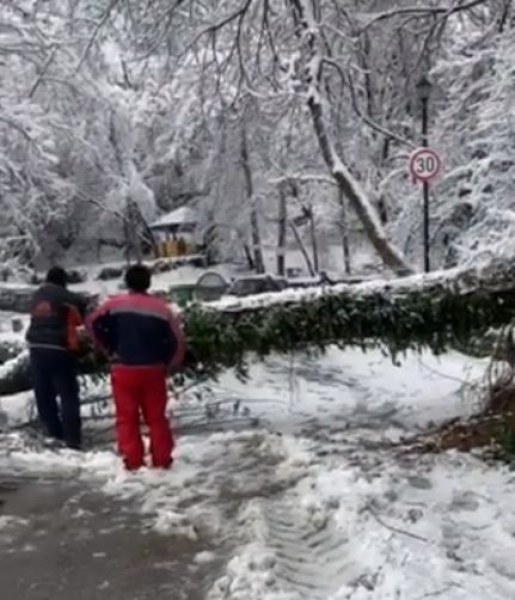 Паднало дърво затвори пътя към Асенова крепост