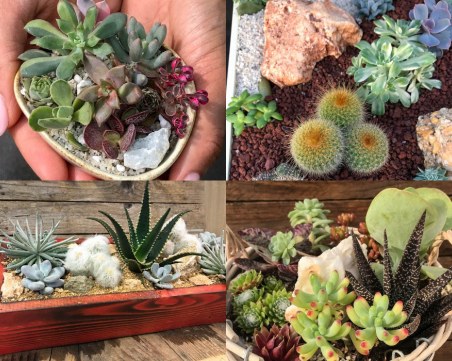 Заповядайте в Царството на кактусите! То отваря врати за всички през уикенда