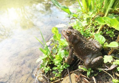 Биолози откриха странна жаба с нос като на тапир в перуанската амазонска