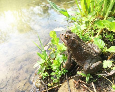 Биолози откриха в Перу странна жаба с нос като на тапир