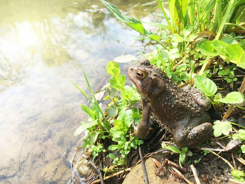 Биолози откриха в Перу странна жаба с нос като на тапир