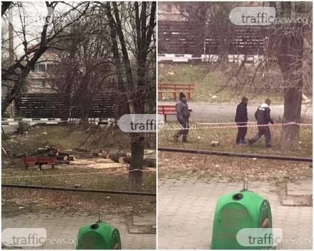 Асеновградчанка: Отива си поредният парк! Сечта се оказа незаконна