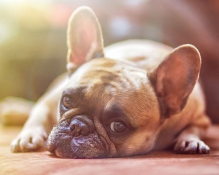 Американец клонира кучето си, вече има четири френски булдога