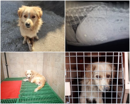 Намериха кученце, парализирано заради стрелба по него! Благодетели от Пловдив молят за помощ