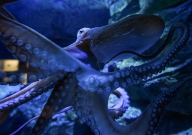 Учените са открили най стария известен предшественик на октоподите вкаменелост