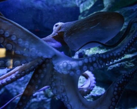 Откриха древно същество, датиращо от преди ерата на динозаврите