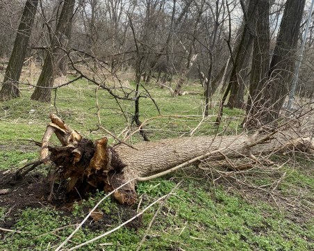 Ще бъде ли спасена Лаута? Започва мащабно обследване на умиращия парк