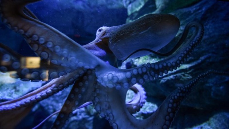 Учените са открили най-стария известен предшественик на октоподите - вкаменелост