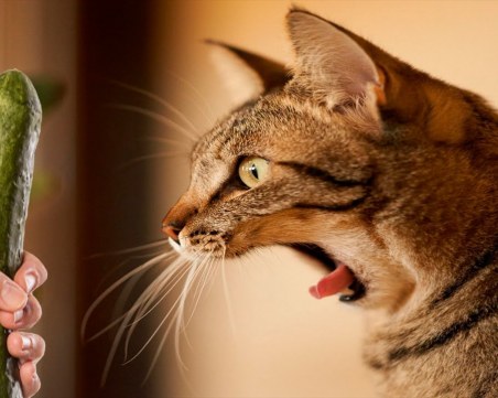 Страхът на котките от краставици, оставени на пода