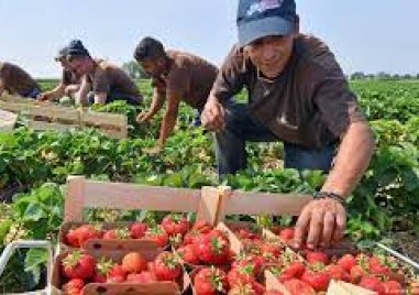 Производители на плодове и зеленчуци започват поредица от протестни действия